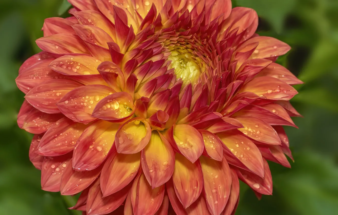 Photo wallpaper red, brown, dahlias