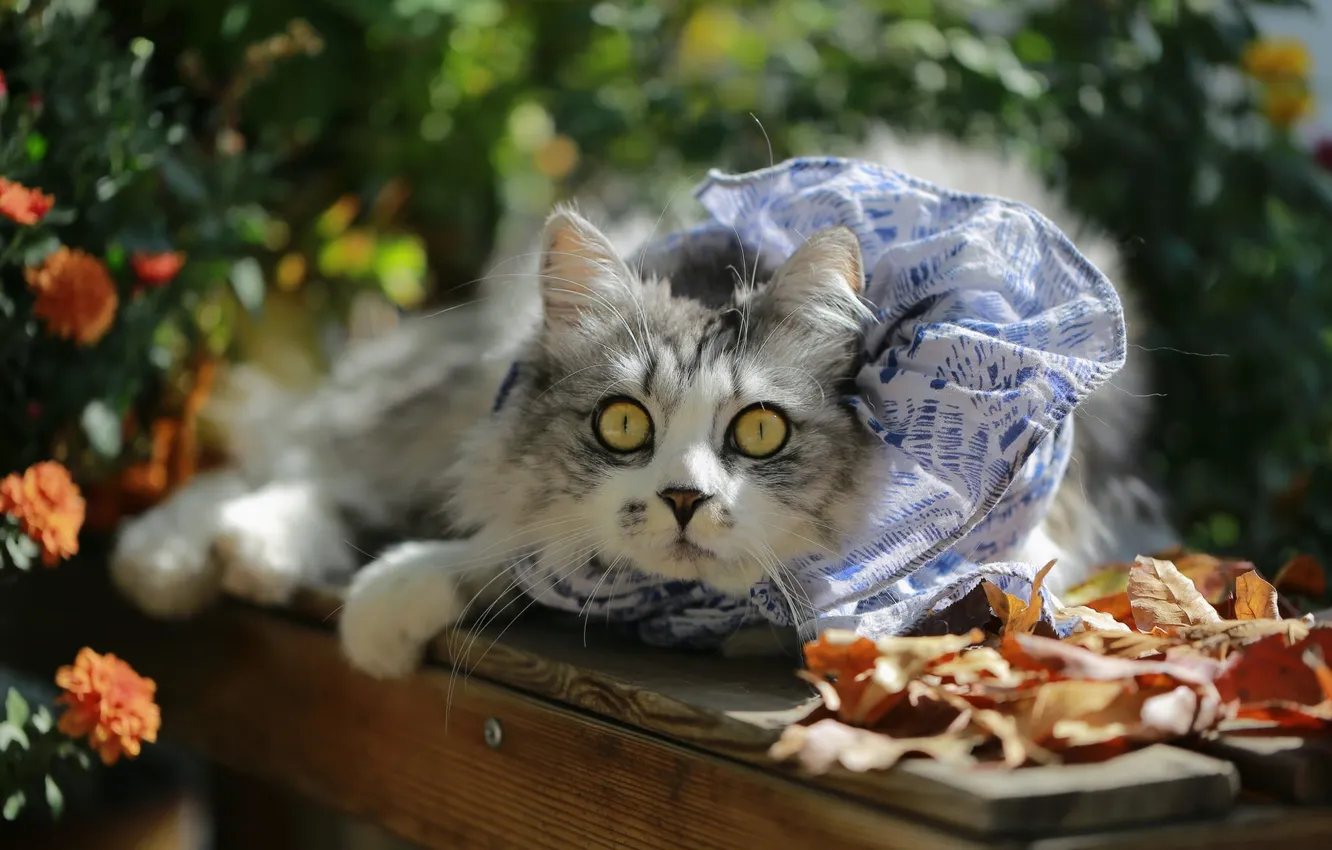 Photo wallpaper autumn, cat, cat, look, flowers, bench, pose, grey