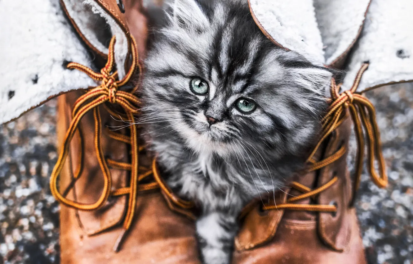Photo wallpaper cat, cat, look, pose, face
