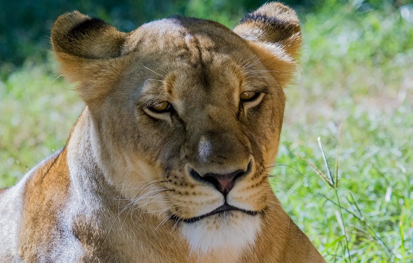 Photo wallpaper cat, look, face, lioness