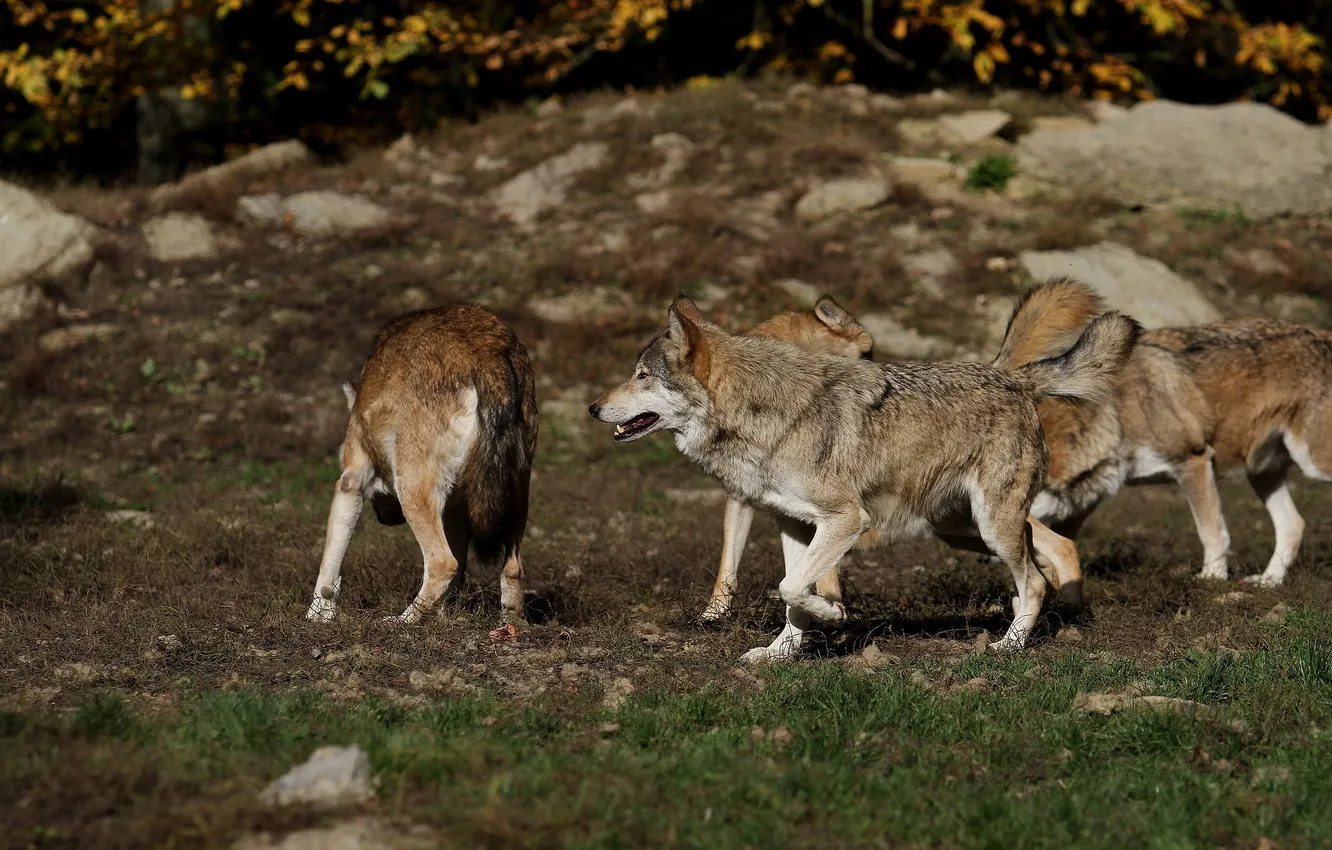 Photo wallpaper fantasy, Predator, nature, art, snow, face, animal, wolf