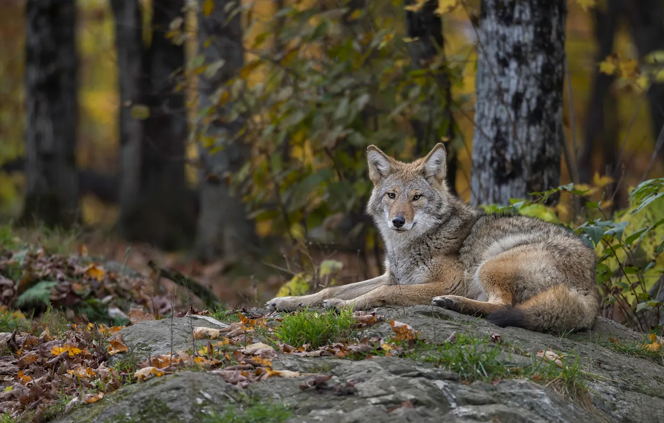 Photo wallpaper autumn, forest, foliage, wolf, lies