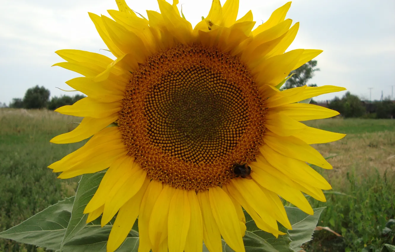 Photo wallpaper the sun, bee, sunflower, delty