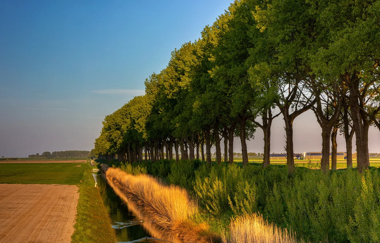 Photo wallpaper field, autumn, trees, channel