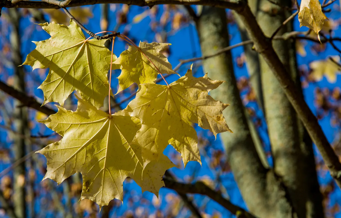 Photo wallpaper autumn, leaves, nature, October