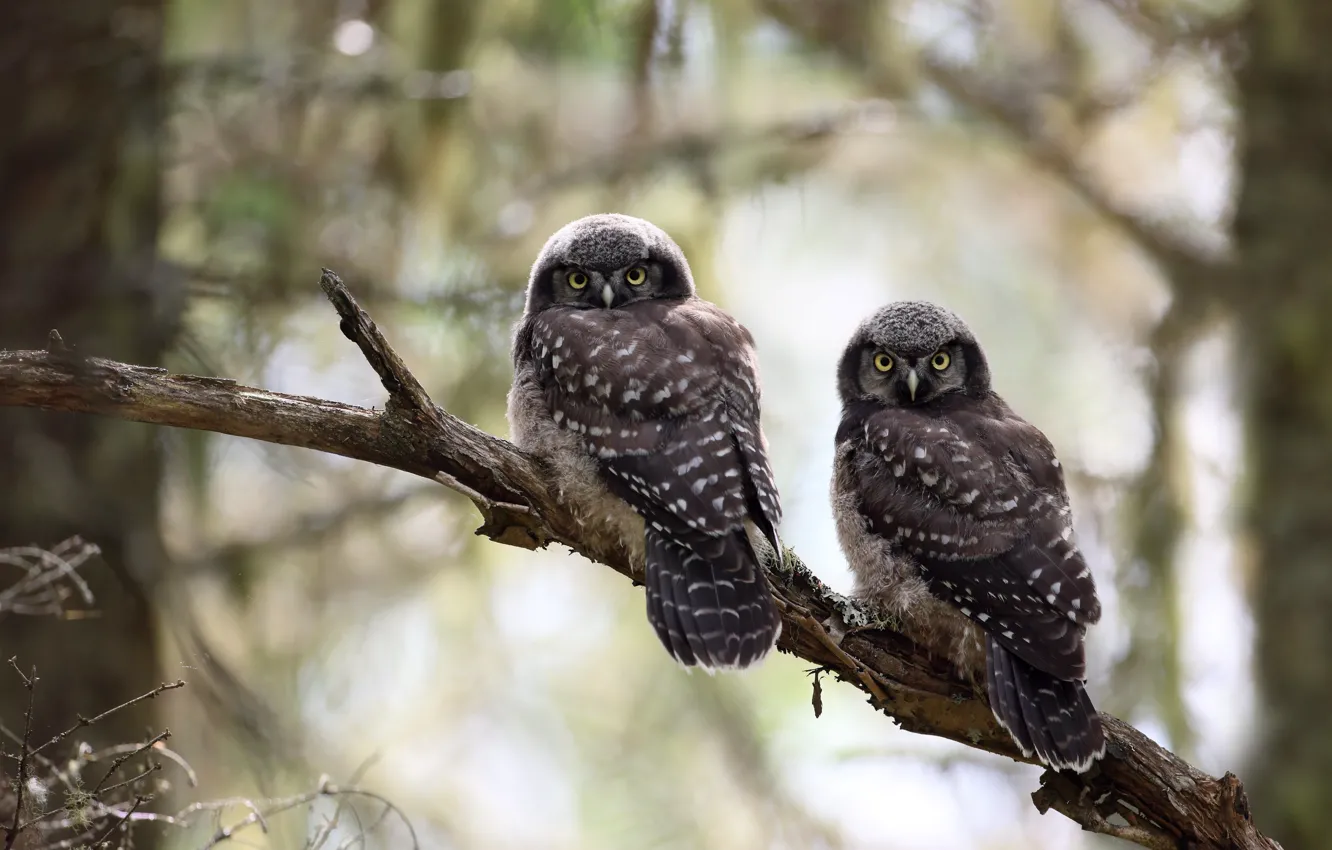 Photo wallpaper look, trees, branches, owl, bird, pair, bokeh, owl