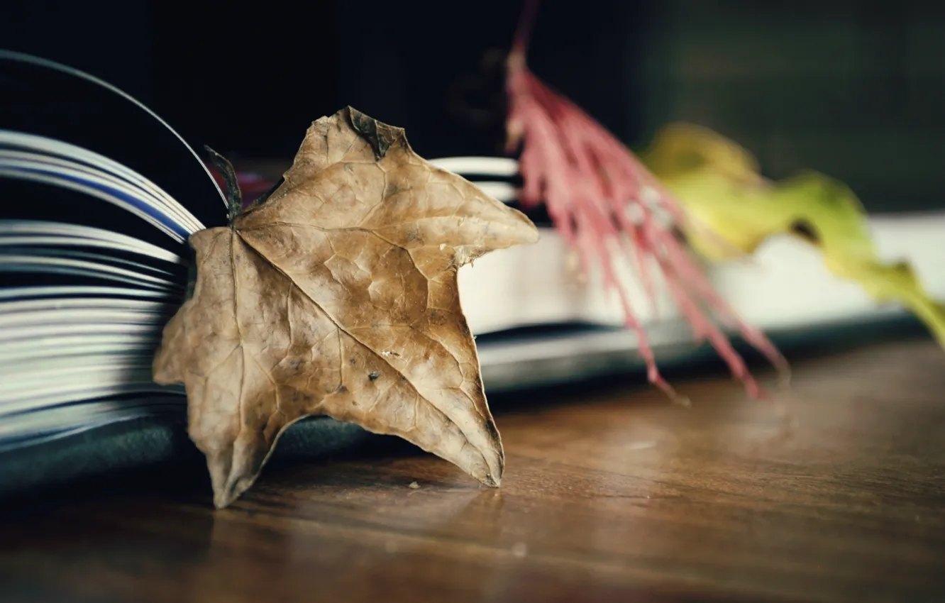 Photo wallpaper leaves, background, Wallpaper, book, leaves, different, widescreen, full screen