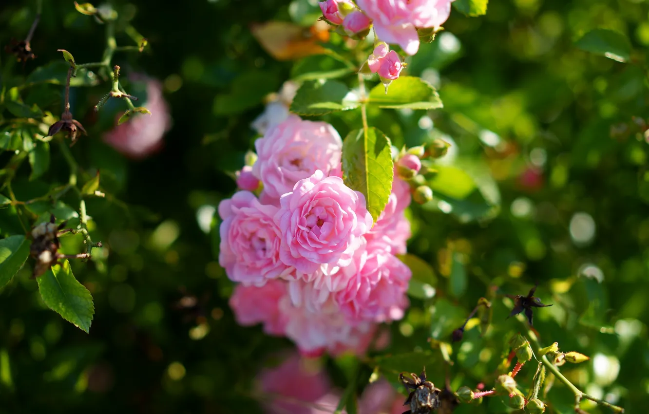 Photo wallpaper summer, leaves, flowers, branches, roses, pink, rose Bush