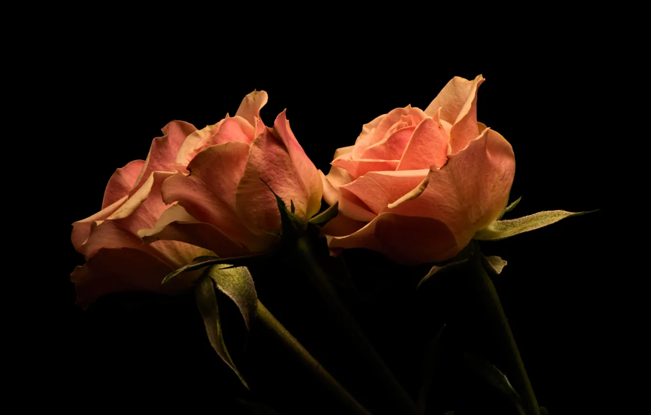 Photo wallpaper flowers, roses, the dark background