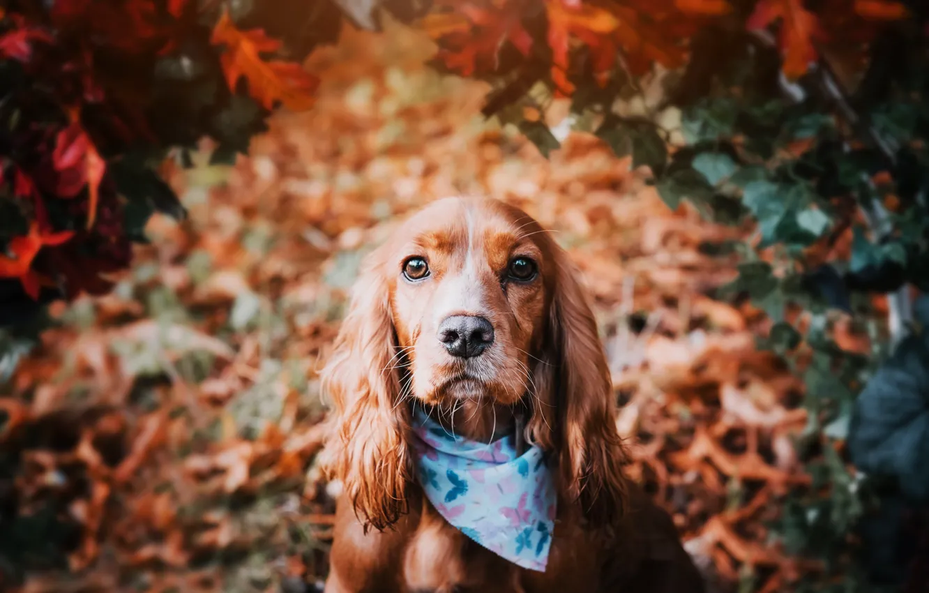 Photo wallpaper each, dog, shawl