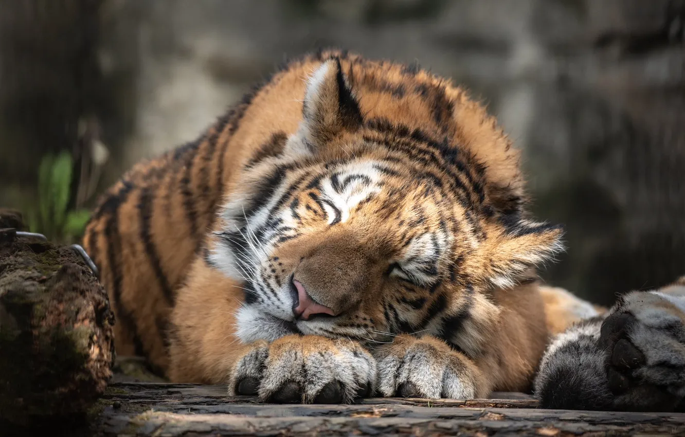 Photo wallpaper animals, nature, tiger, sleeping, outdoors, big cats, wild cat, feline