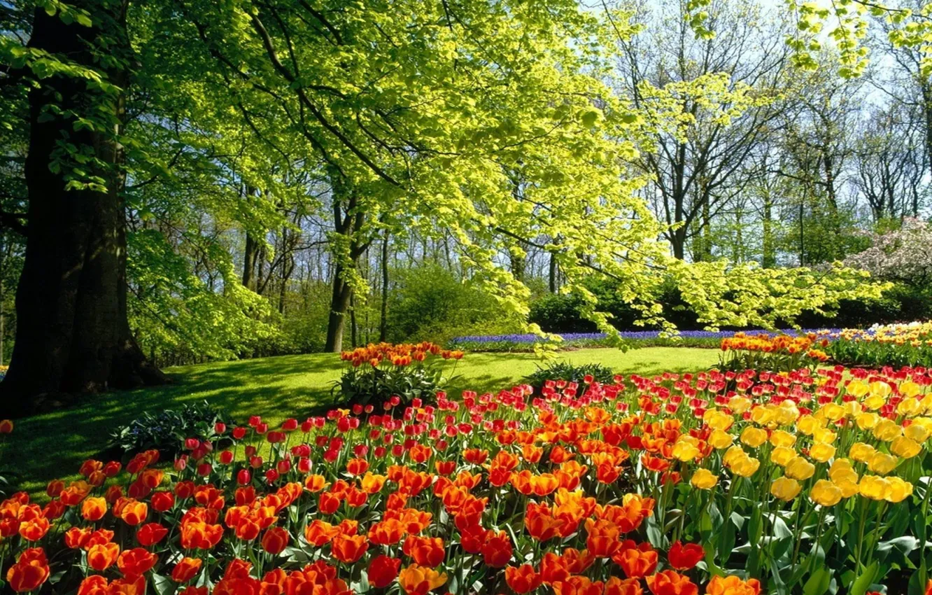 Photo wallpaper trees, flowers, spring