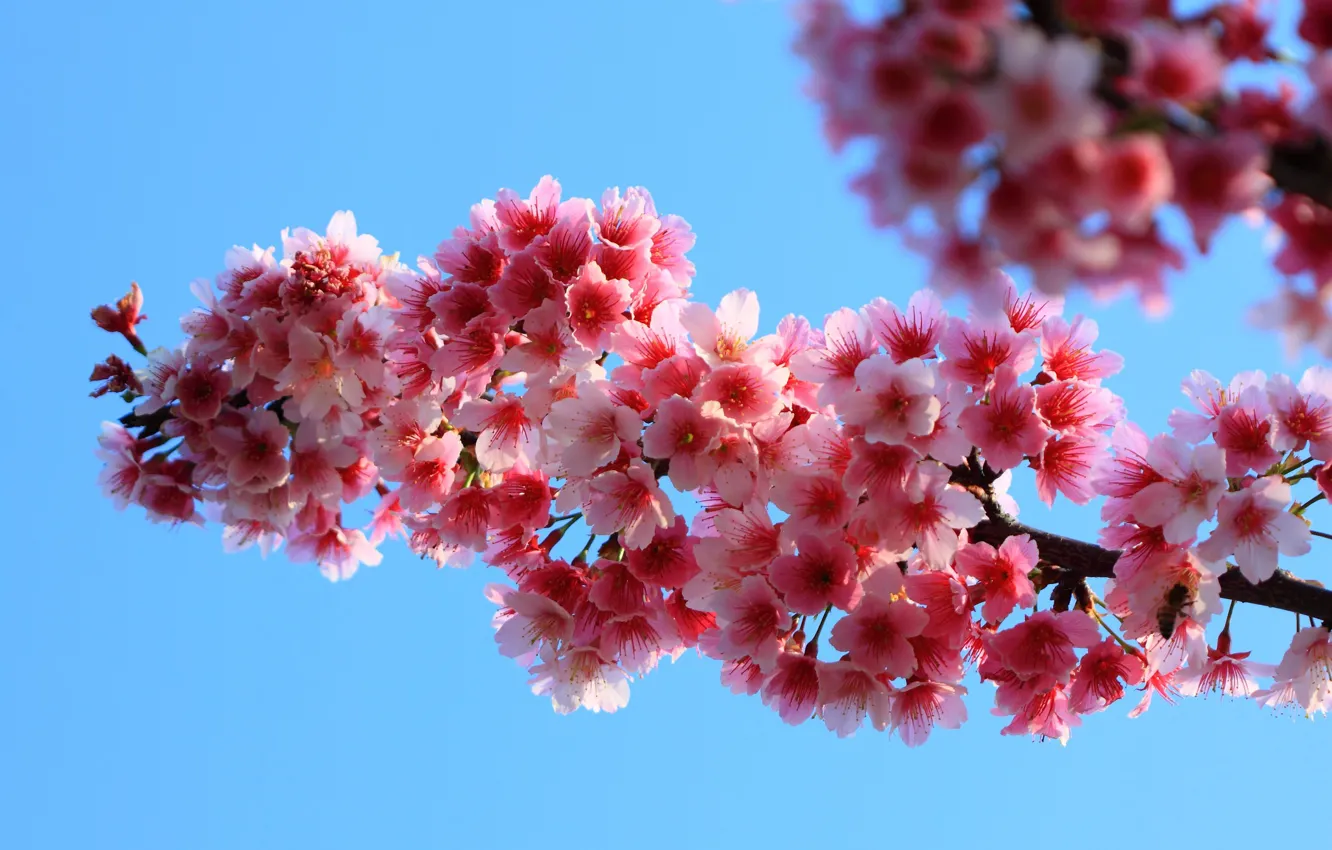Photo wallpaper flowers, tree, pink, spring, flowering tree, twigs