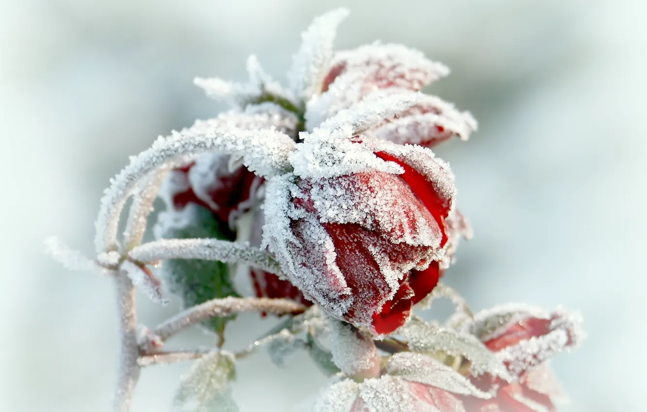 Photo wallpaper flower, winter, frosen