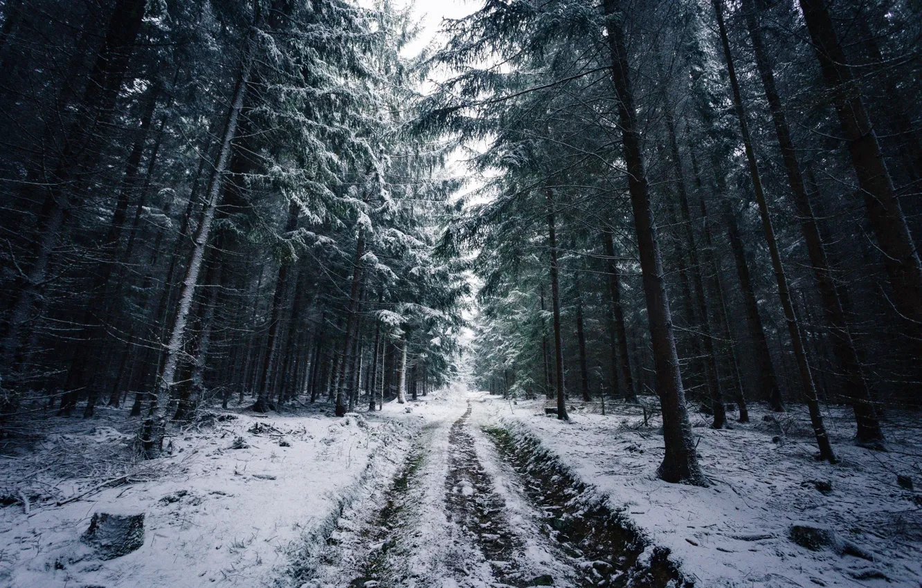 Photo wallpaper Nature, Winter, Road, Trees, Snow, Forest, Traces, Branches