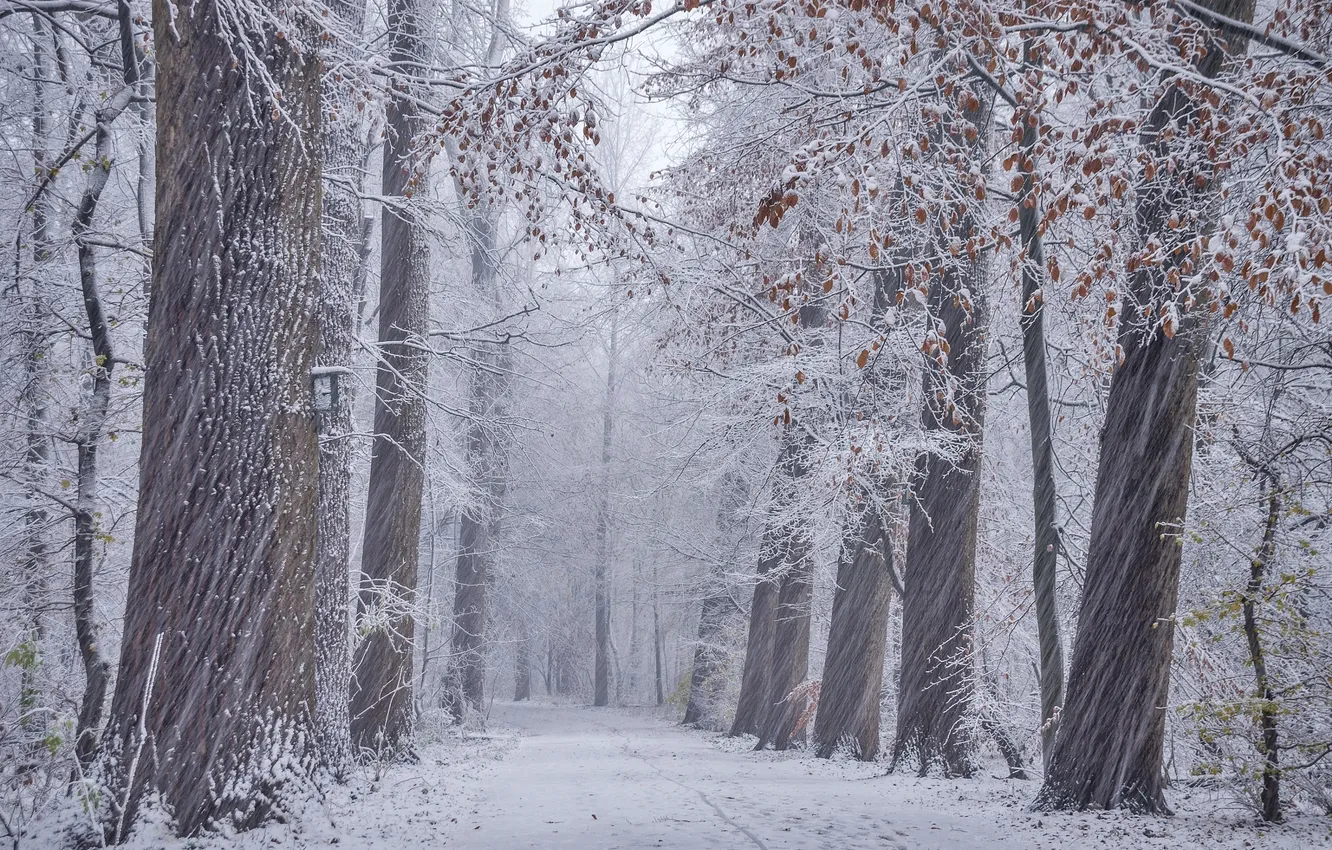Photo wallpaper winter, frost, road, forest, snow, trees, branches, nature
