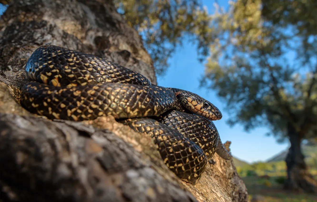 Photo wallpaper the sky, look, trees, nature, snake, trunk, bokeh, spotted