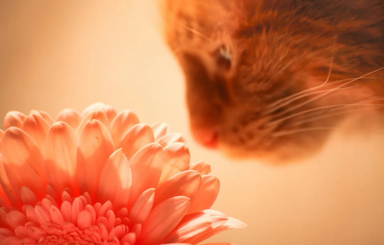 Photo wallpaper cat, flowers, background