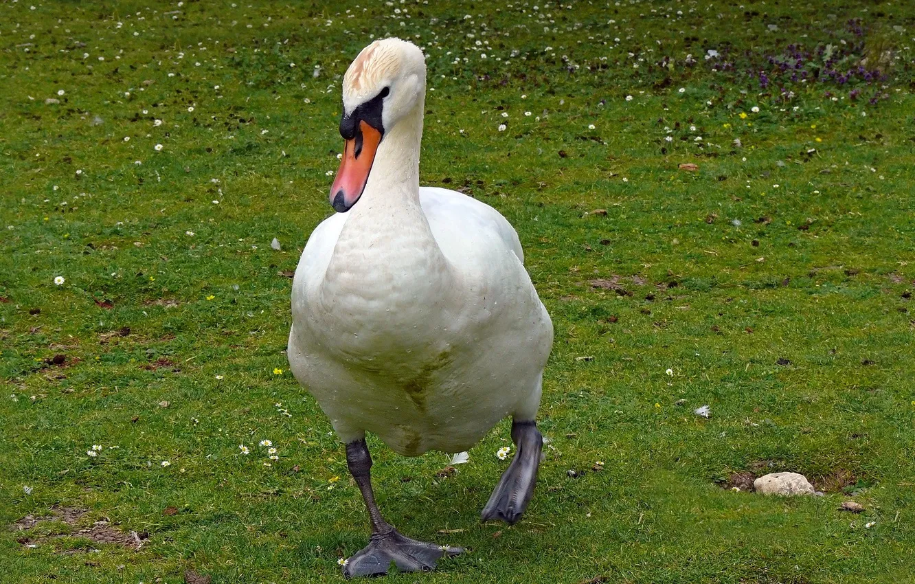 Photo wallpaper white, grass, green, background, bird, swans, neck