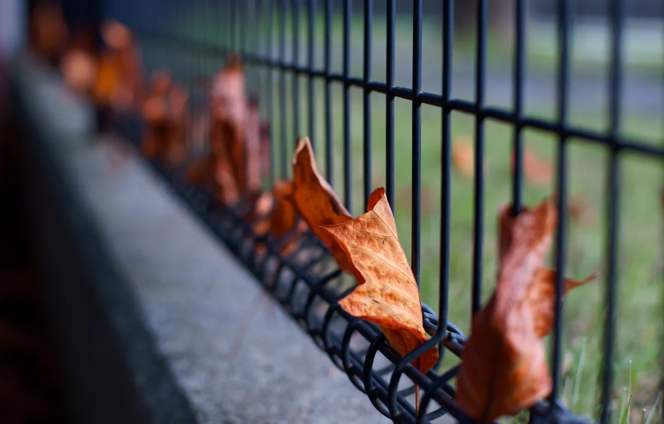 Photo wallpaper leaves, mood, foliage, leaf, leaves, leaf, sheets, fences