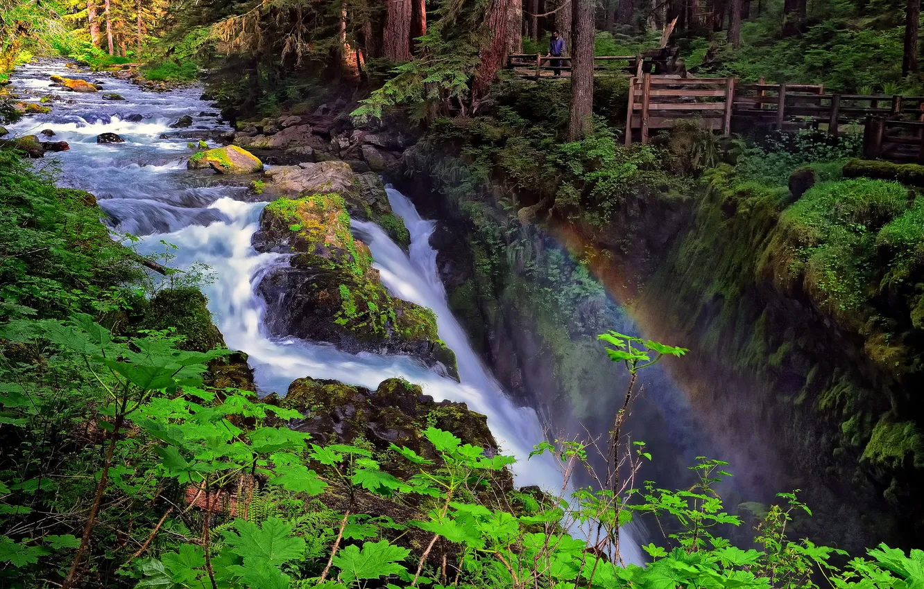 Wallpaper forest, river, waterfall, rainbow, Washington, Olympic ...