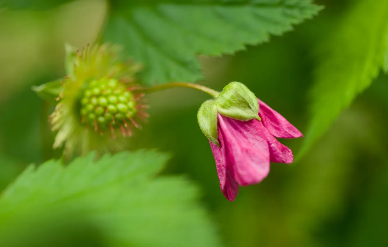 Photo wallpaper greens, flowers, plant, buds