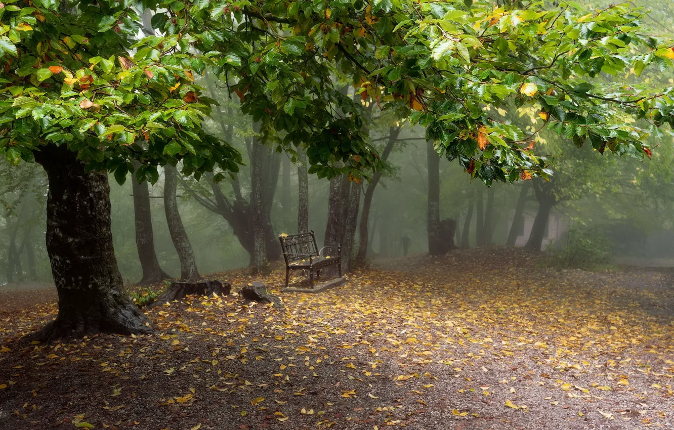 Photo wallpaper trees, Park, foliage