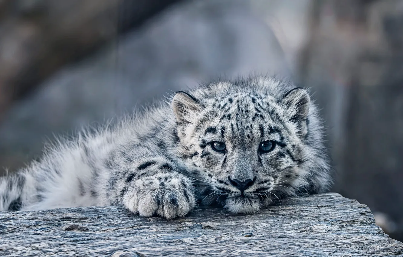 Photo wallpaper baby, lies, IRBIS