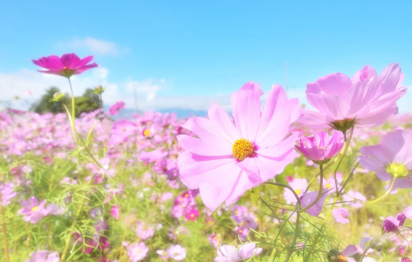 Photo wallpaper summer, flowers, flowering, kosmeya