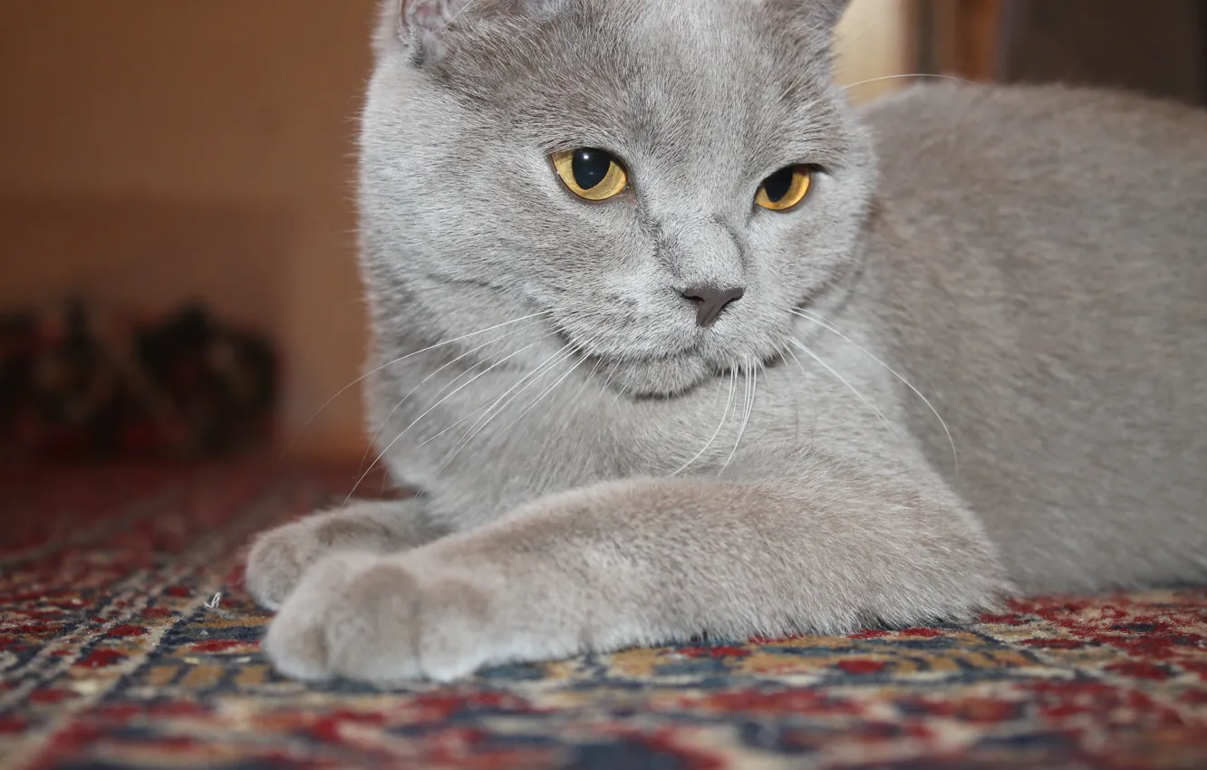 Photo wallpaper cat, cat, british