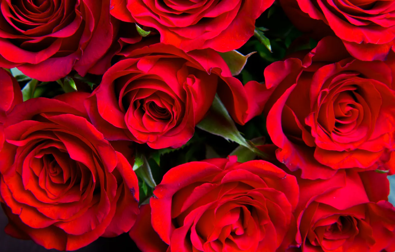 Photo wallpaper roses, bouquet, red