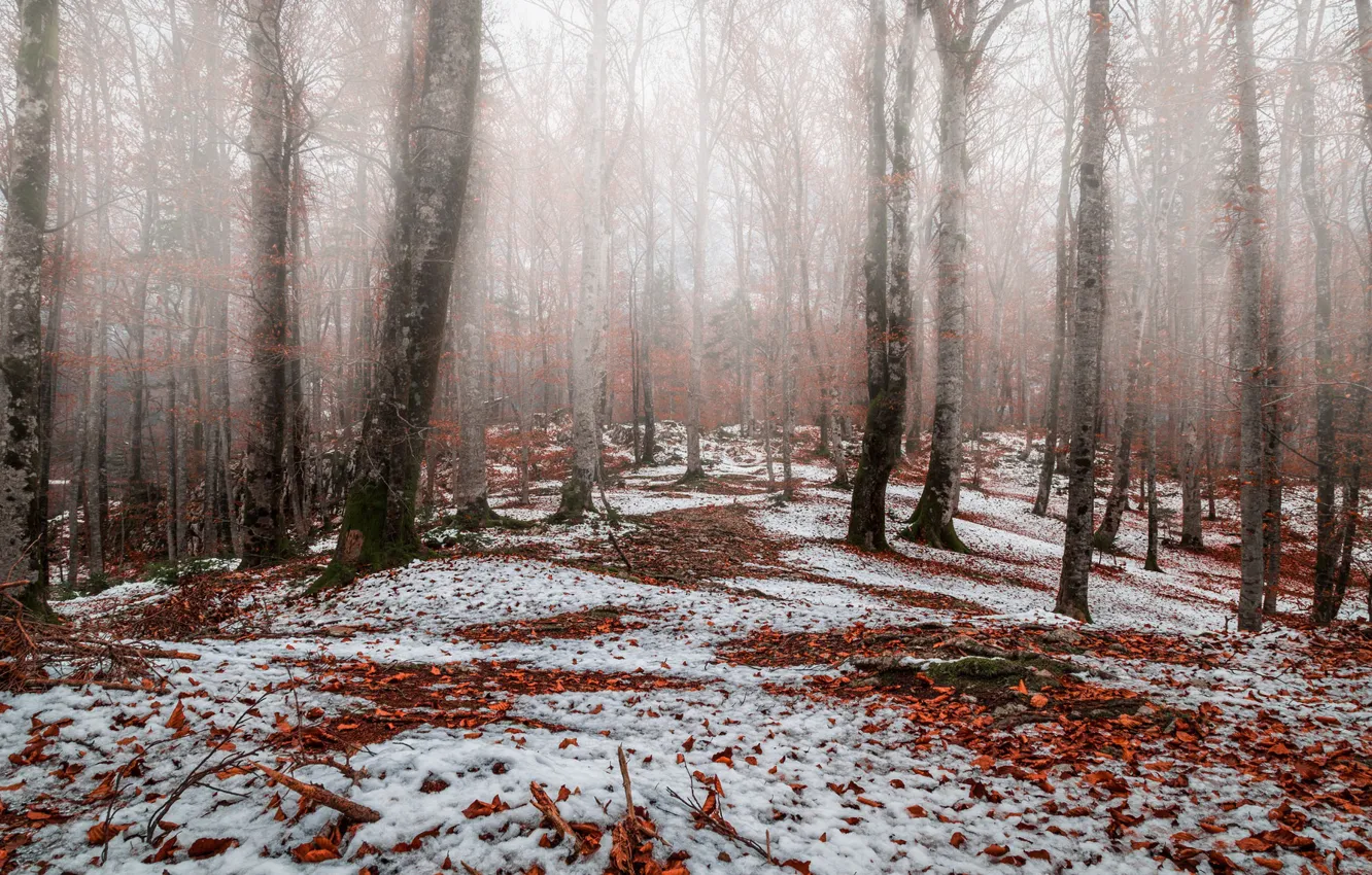 Photo wallpaper autumn, forest, snow