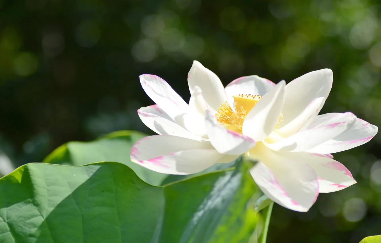 Photo wallpaper white, tenderness, Lotus