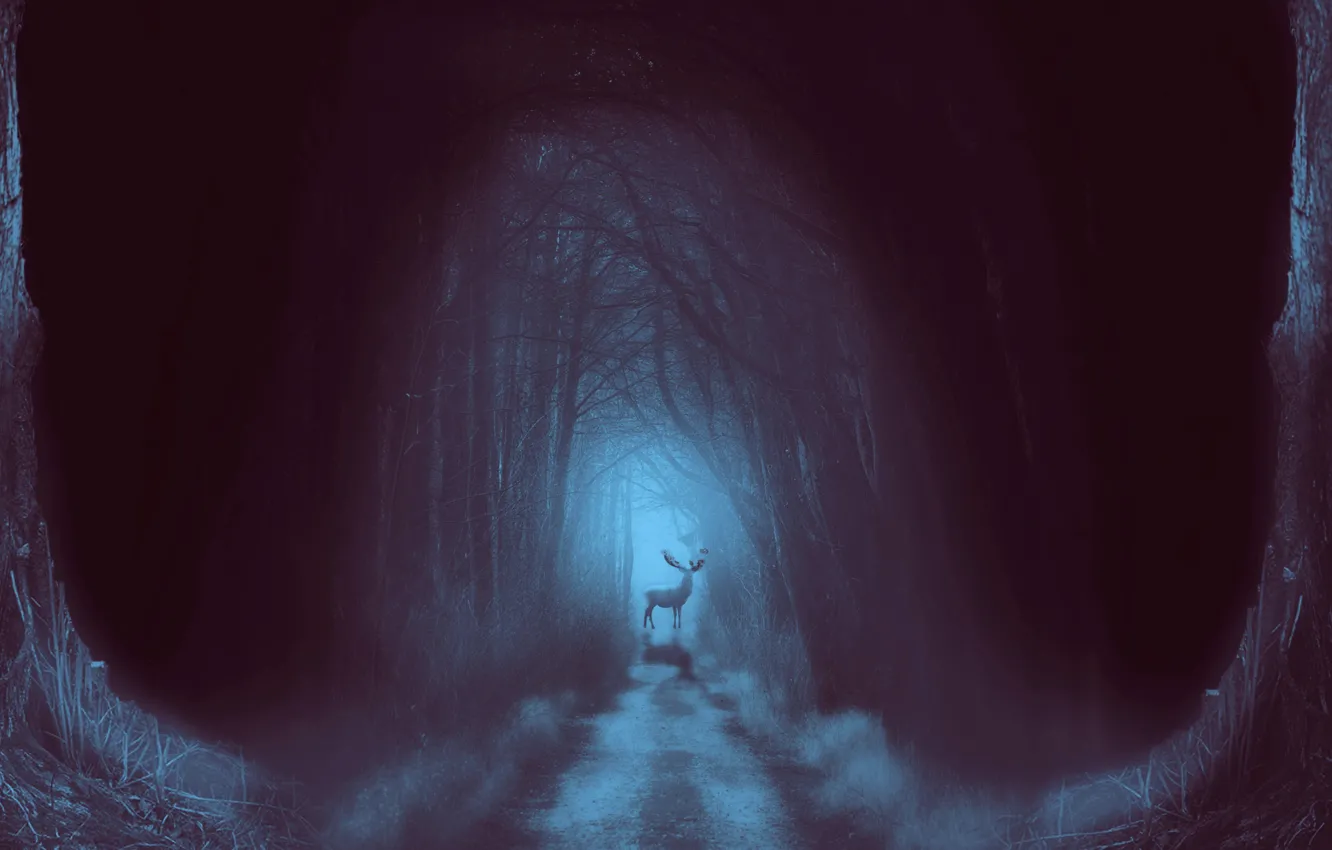 Photo wallpaper road, forest, fog, deer