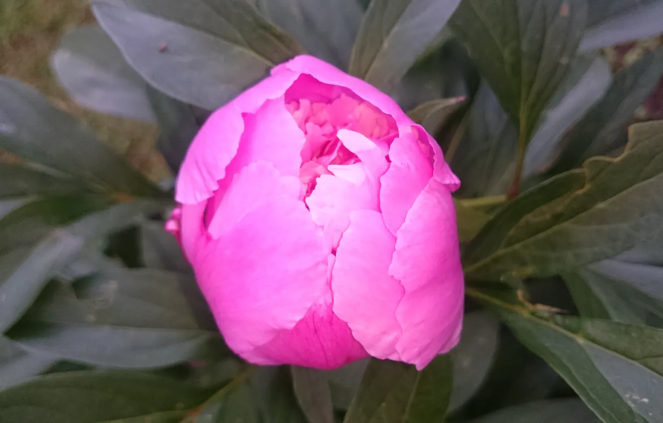 Photo wallpaper flowers, pink, buds, peonies