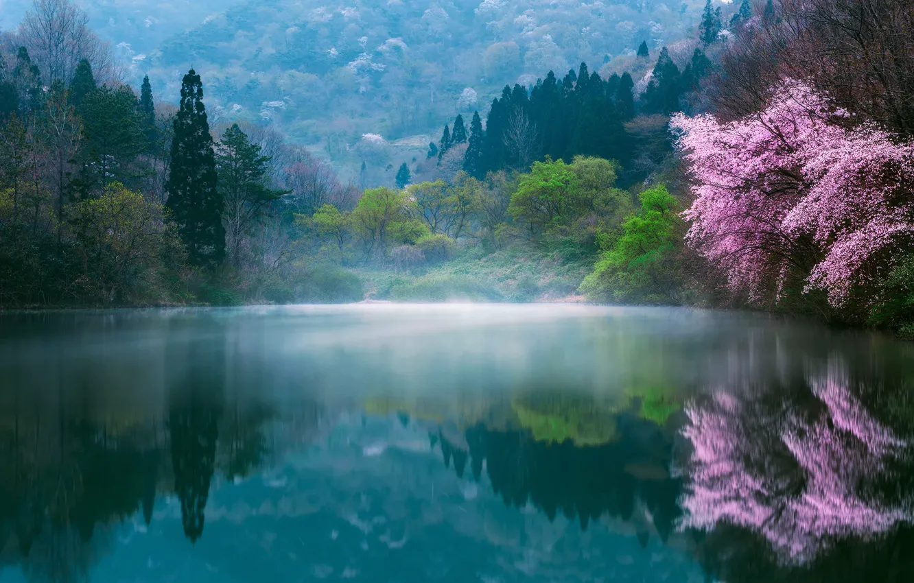 Photo wallpaper flowers, nature, fog, lake, spring, Japan, Sakura, haze