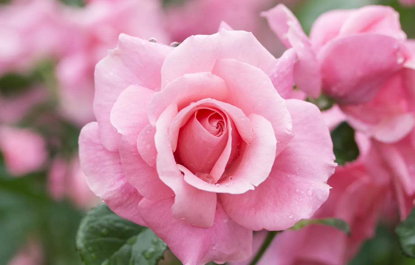 Photo wallpaper roses, beauty, pink