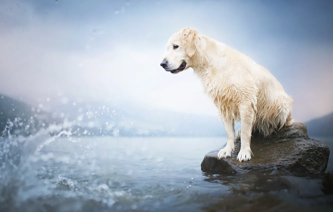 Photo wallpaper look, water, each, dog