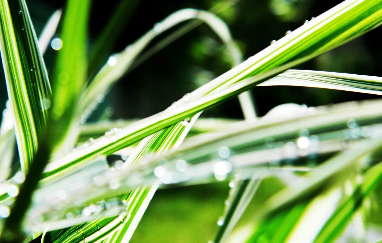 Photo wallpaper grass, water, drops, Rosa, blur, linear leaves