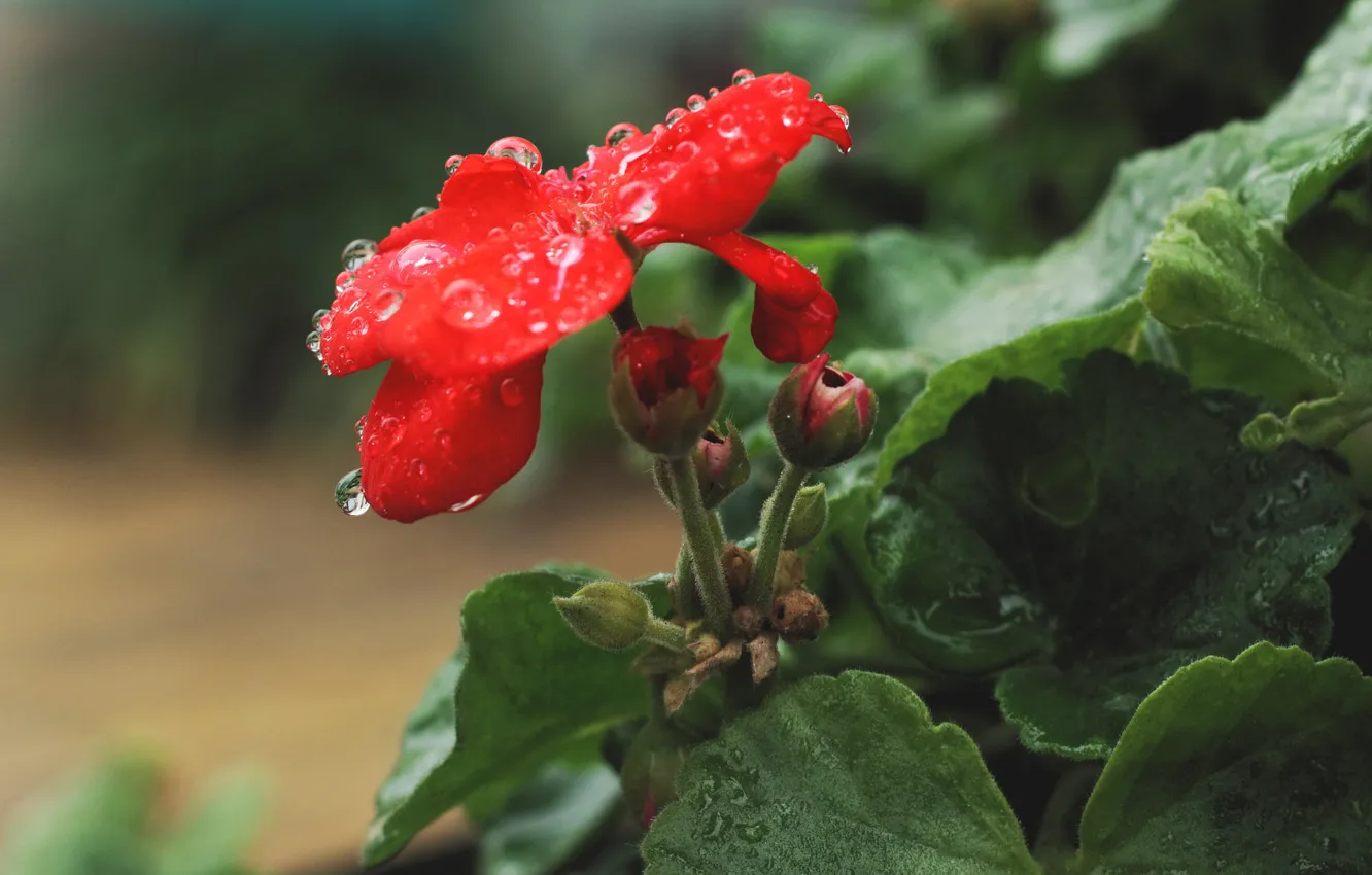 Photo wallpaper leaves, drops, flowers, petals