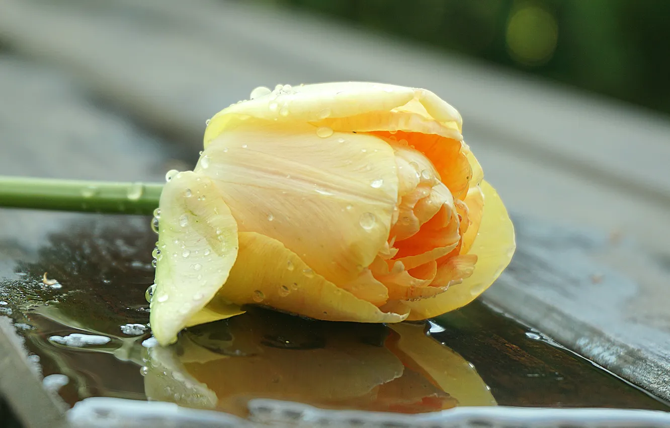 Photo wallpaper water, drops, flowers, yellow, spring, puddle, tulips, lies