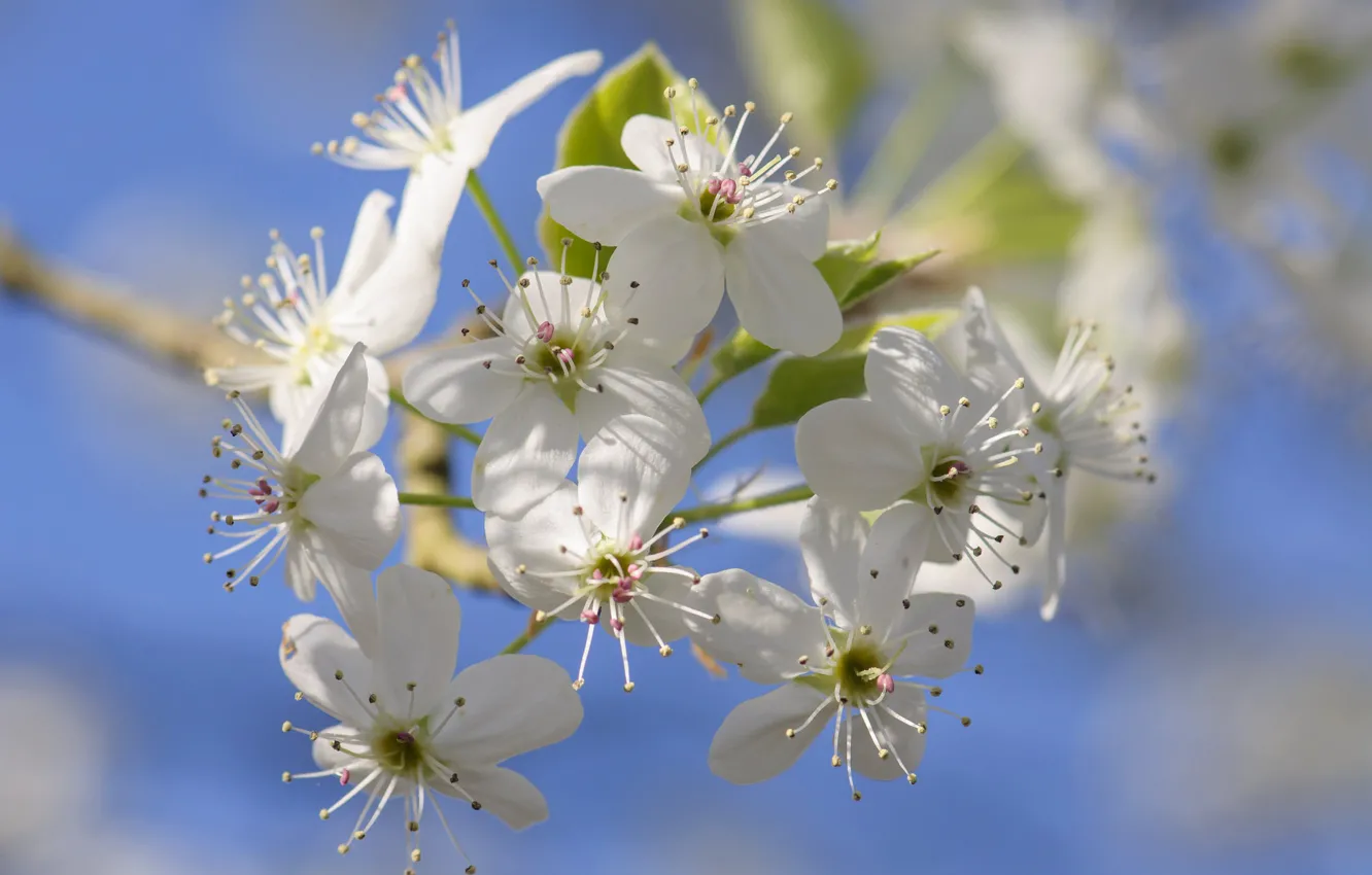 Photo wallpaper flowers, spring, petals, garden