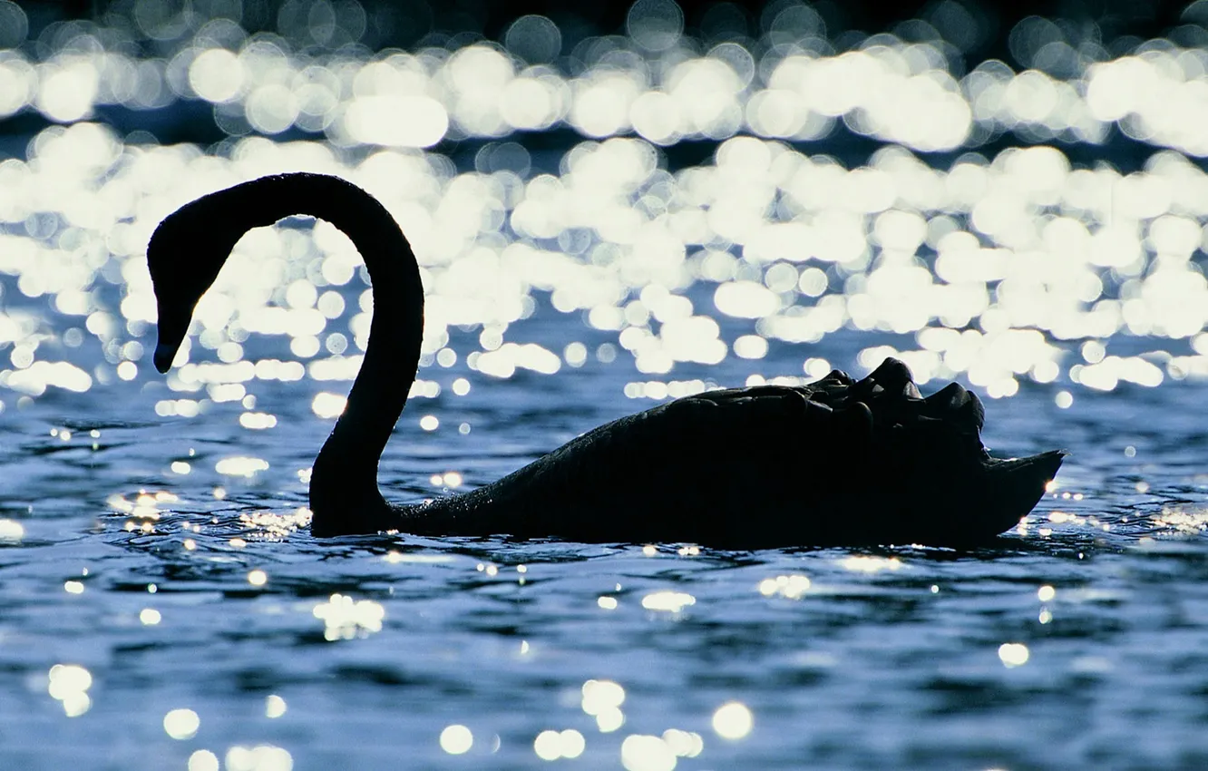 Photo wallpaper water, light, glare, background, bird, contour, ruffle, silhouette