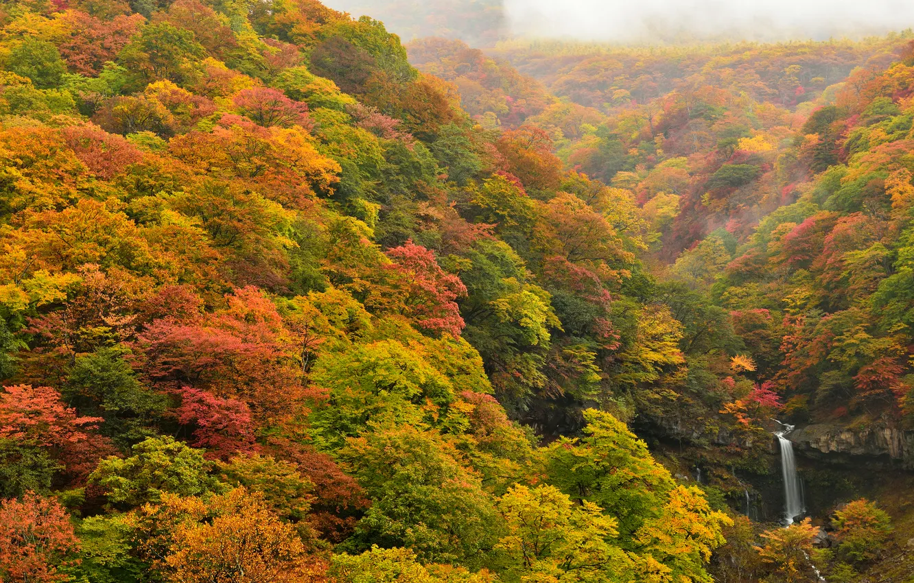 Photo wallpaper autumn, forest, trees, waterfall, slope