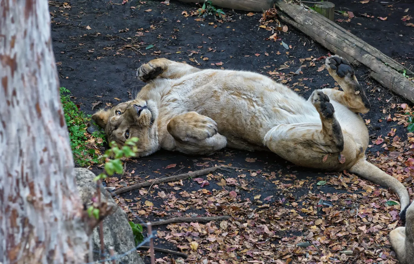 Photo wallpaper cat, leaves, trees, the game, lioness