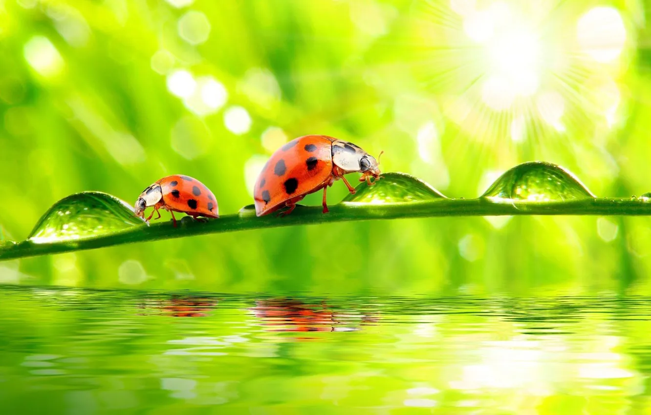Photo wallpaper water, drops, surface, rays, light, Rosa, ladybug, stem