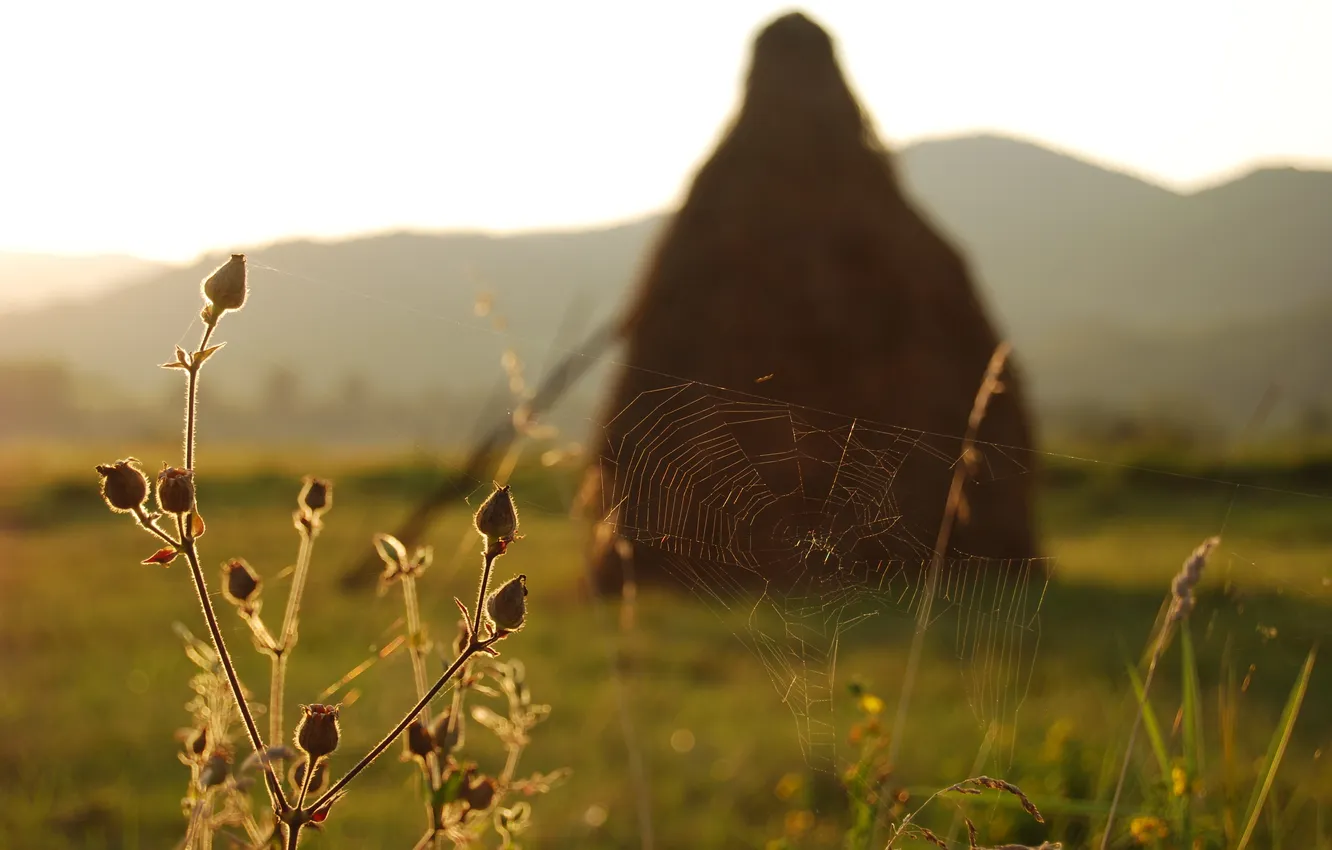 Photo wallpaper grass, sunset, flowers, web, stack, hay