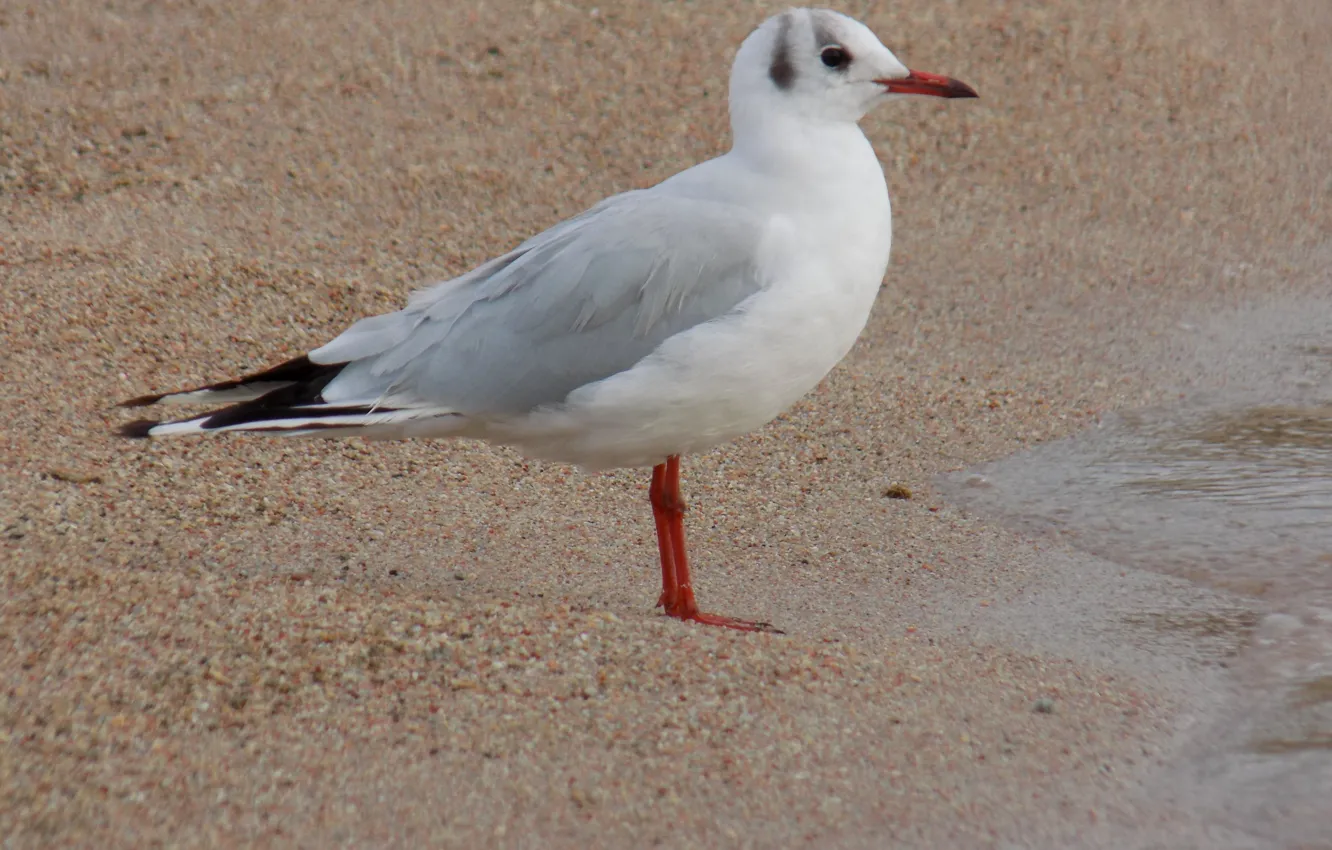 Photo wallpaper water, seagulls, Issyk-Kul