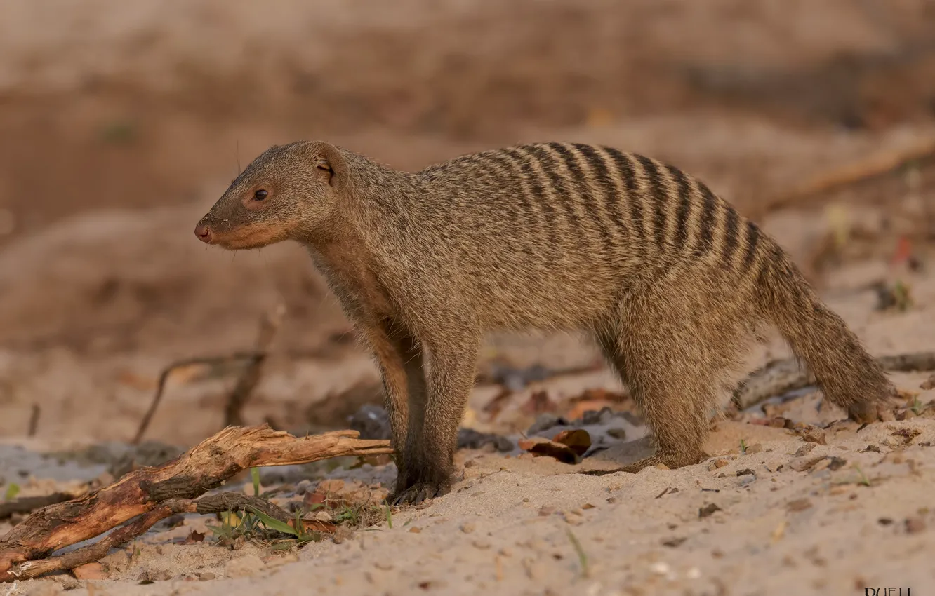 Photo wallpaper background, wildlife, pinstripes, animal, mongoose, DUELL ©