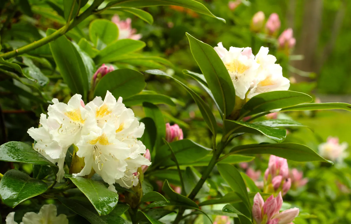 Photo wallpaper flower, park, garden, bloom, Azalea, Rhododendron